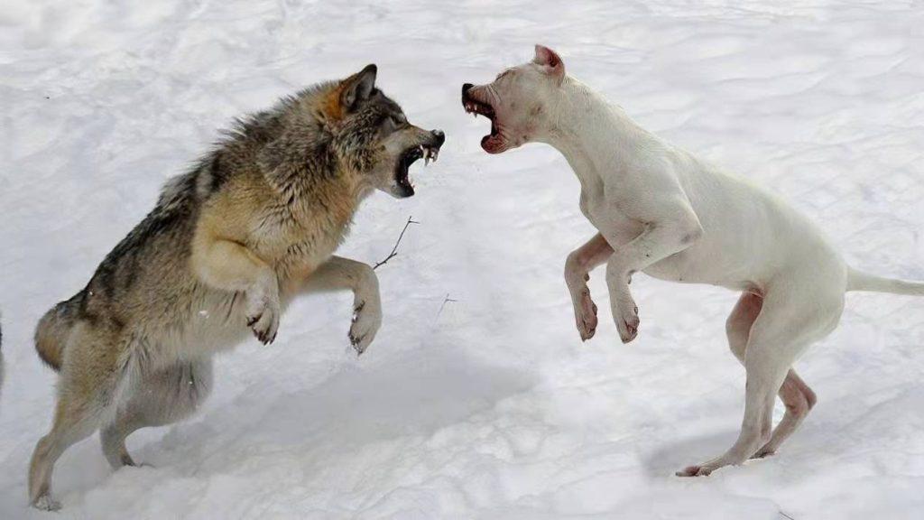 家犬跟野狼生下来的孩子叫什么？狗和鬣狗能够产生新品种吗？