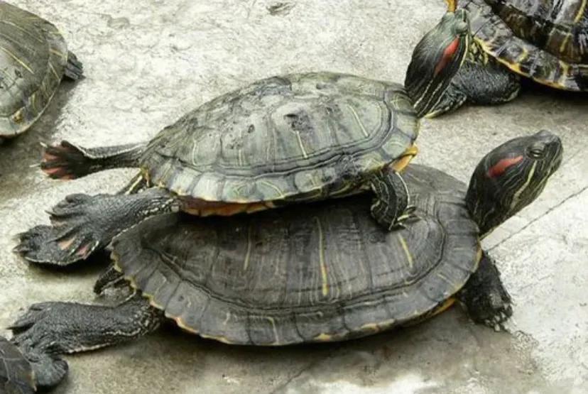 冬天养龟多凶险！4个方面，让龟龟平安过冬