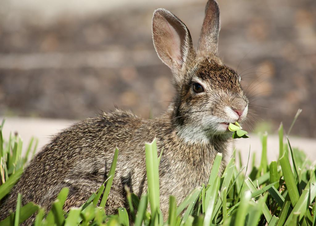 兔子兔霉菌毒素中毒怎么办？家兔霉菌毒素中毒的防治