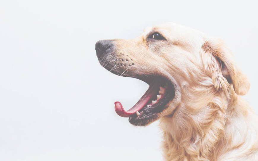 狗狗咬尾巴玩也有一定的原因，其中有的是疾病所导致哦！
