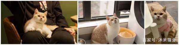 英国短毛猫怎么养胖？什么品种的猫咪可以养的胖胖的？