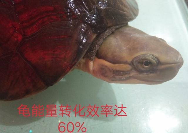 黄喉拟水龟几个月能长大？黄喉拟水龟的生长速度和喂食量控制