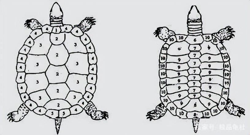 如何辨别乌龟的性别？乌龟分公母有4个需要注意的地方