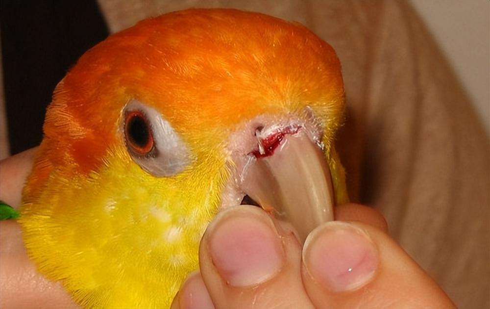 警惕！鹦鹉常见的四种外伤类型及处理方法
