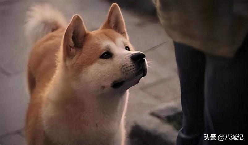 电影《忠犬八公的故事》中，狗狗的忠诚与坚持