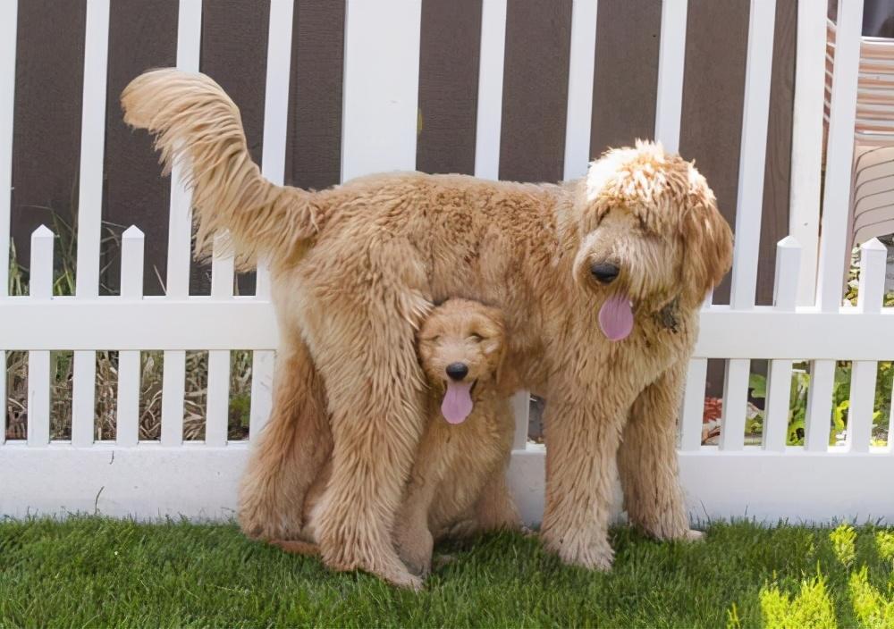 推荐8种最受欢迎的不脱毛的大狗品种