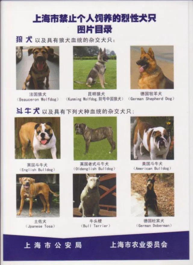 上海市区养狗常识，这些你都知道吗？
