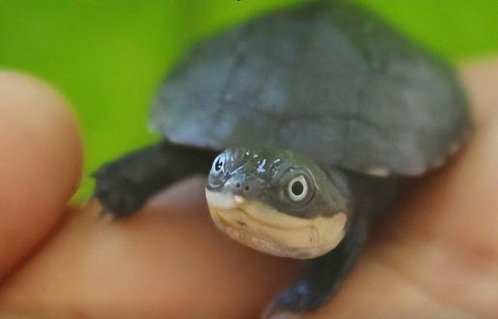 沼泽侧颈龟品种介绍，沼泽侧颈龟饲养指南