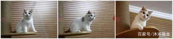英国短毛猫怎么养胖？什么品种的猫咪可以养的胖胖的？