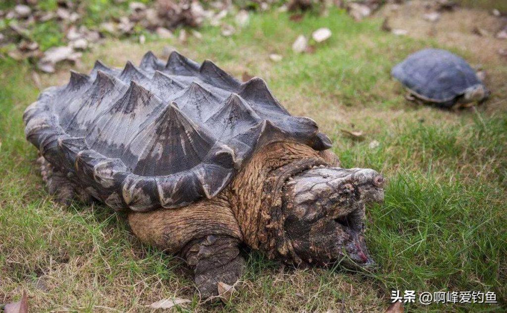 世界最大淡水龟：体重可达80公斤，外来物种请勿随意放生