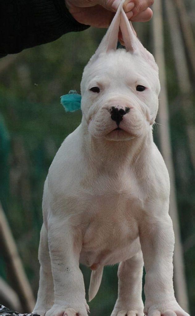一身白色的短毛彰显着他们的危险程度！世界十大凶犬：阿根廷杜高犬