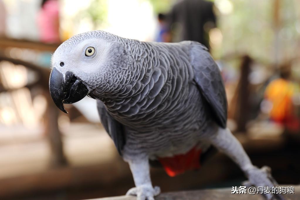 非洲灰鹦鹉：世界上学话最多的鸟，可学会800个单词