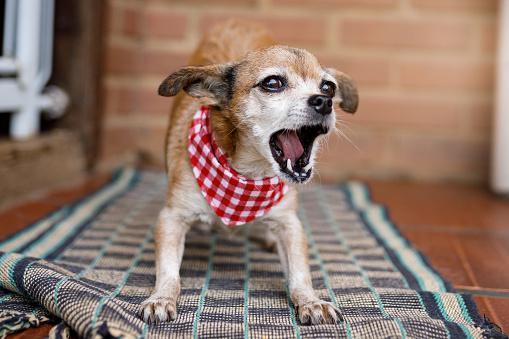 警惕！狗狗展示这7种异常行为可能是健康问题的信号