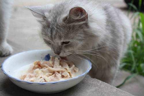 猫咪产后吃什么东西是比较好？猫粮、猫罐头都不能马上给它吃