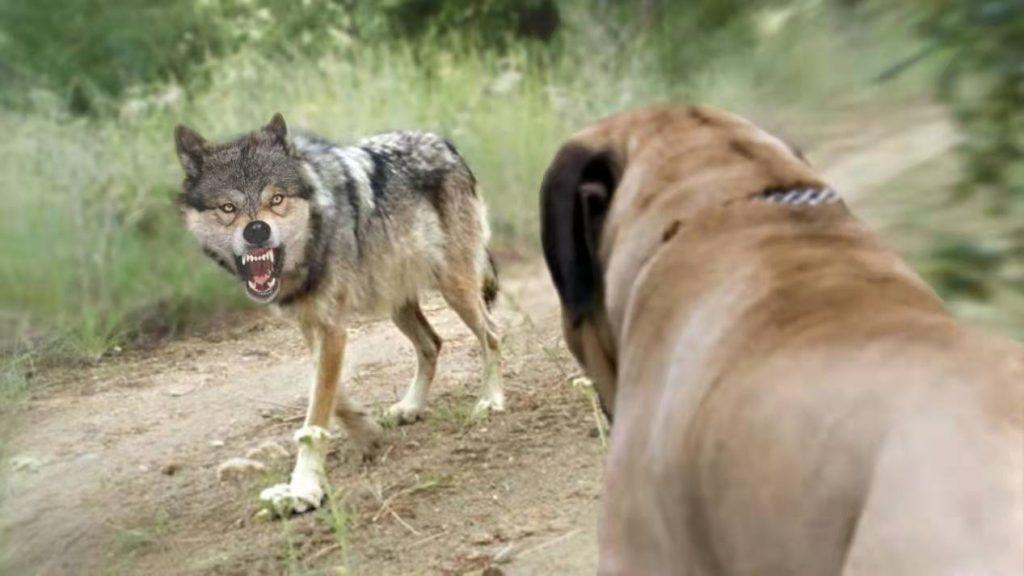 家犬跟野狼生下来的孩子叫什么？狗和鬣狗能够产生新品种吗？