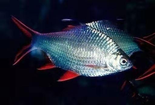 哪一类观赏鱼的哪些品种比较容易饲养？三大比较容易饲养的热带鱼品种