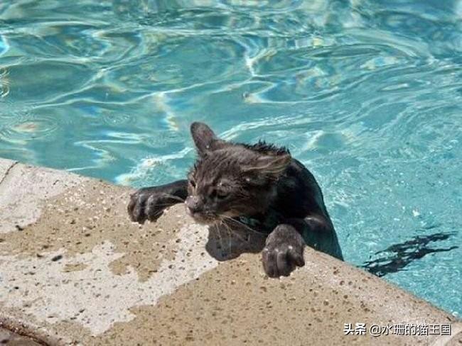 猫咪会游泳吗？猫咪意外落水如何正确施救？