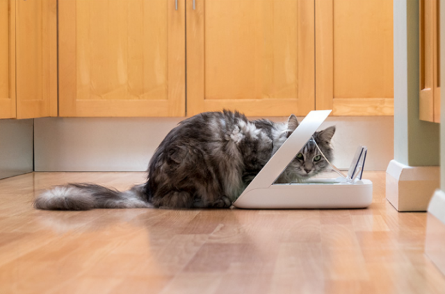 高科技养猫：猫咪刷脸食盆与自动猫砂盆的实用性