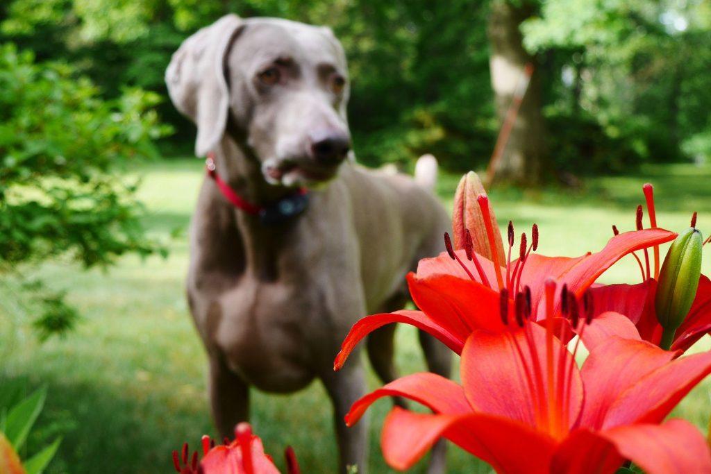 九种对狗狗有毒的植物：美丽却危险，主人一定要特别警惕