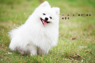如何判断博美狗狗