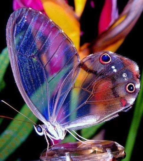 十大最美的蝴蝶图片