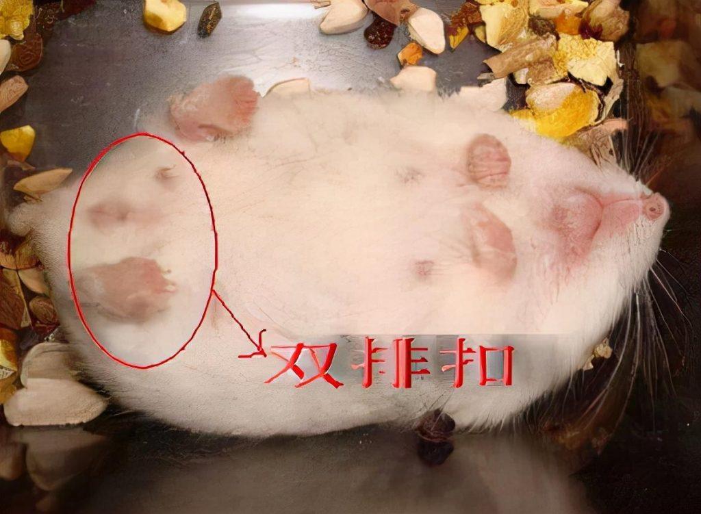 仓鼠怀孕肚子图片图片