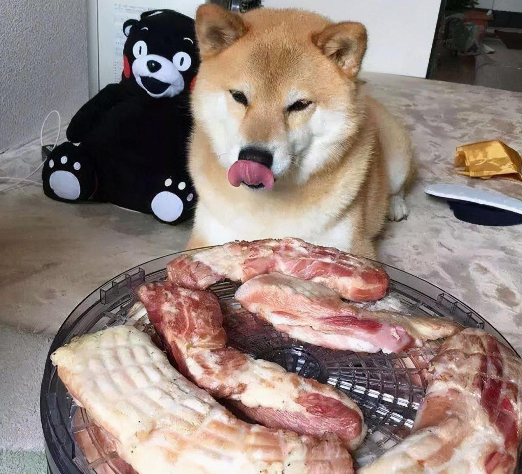 狗狗吃饭的样子图片
