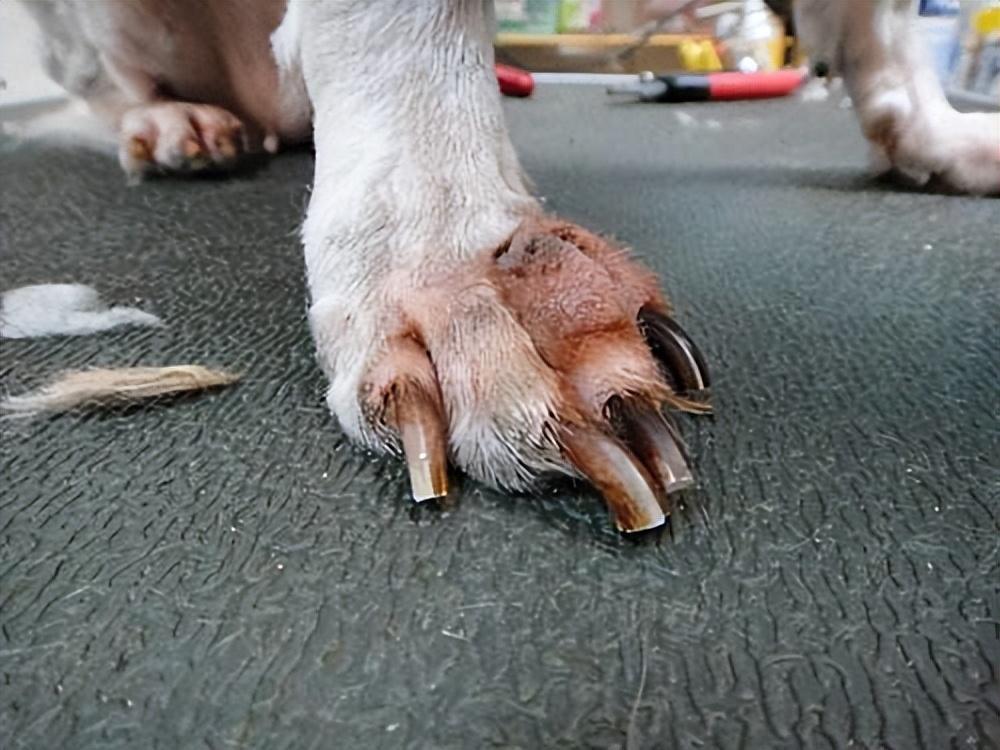 狗狗指甲跟肉分离图片